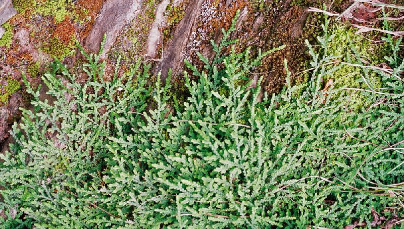 Selaginellaceae Selaginella convoluta